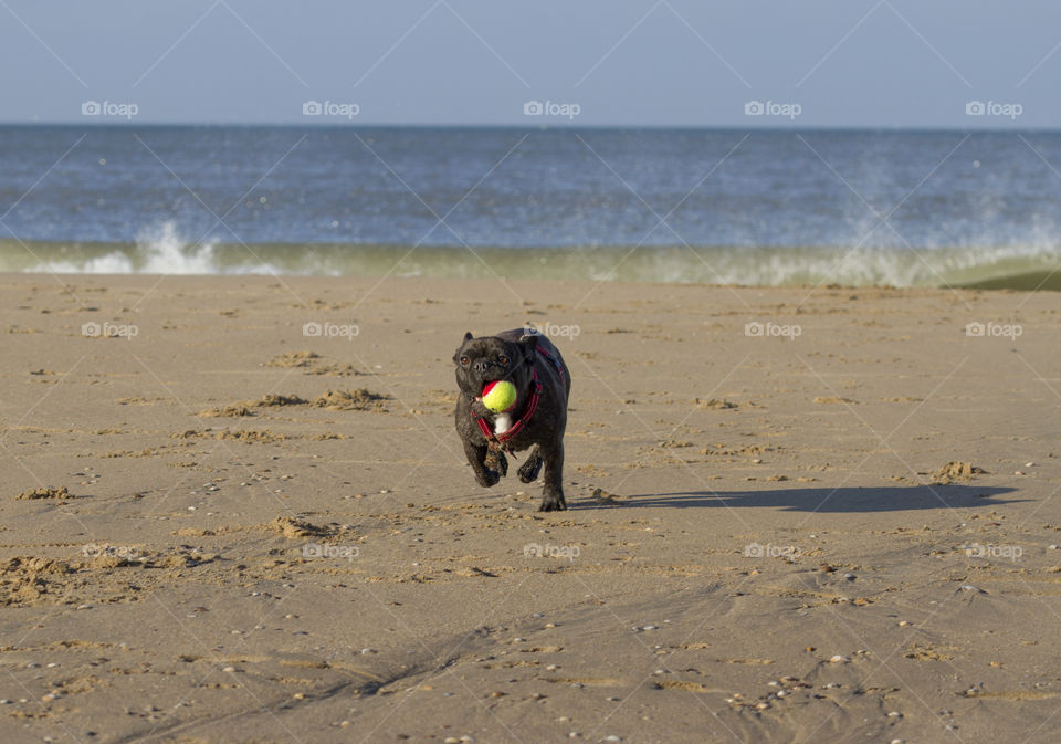 Dog runs at the beach