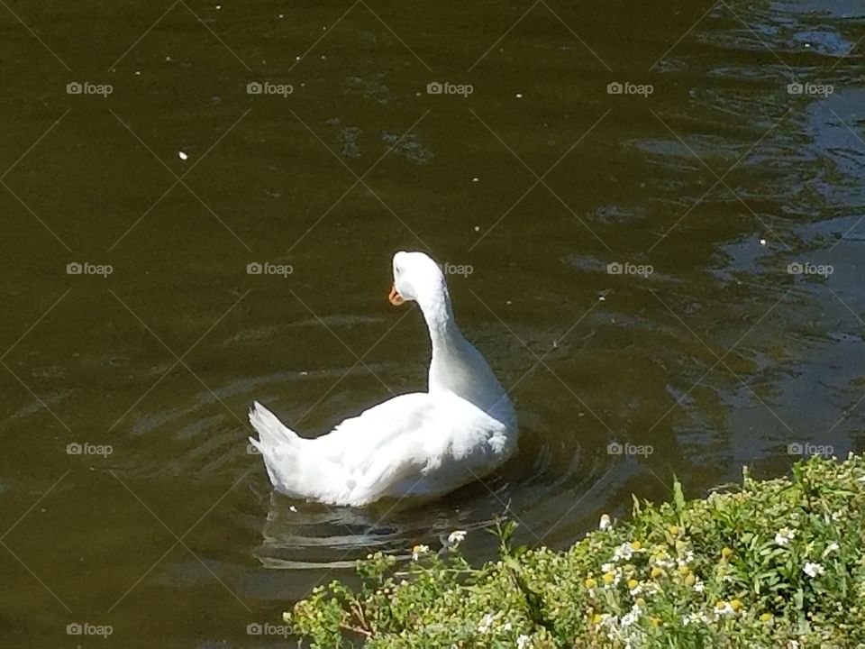 swan