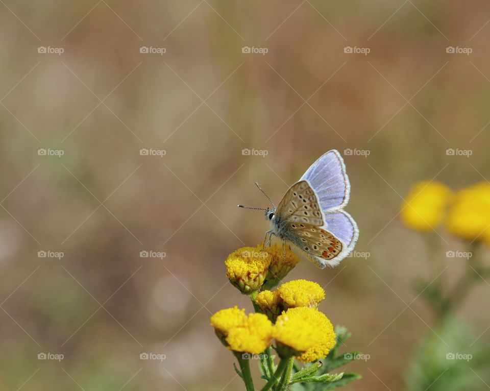 Small blue butterfly searching for nectar