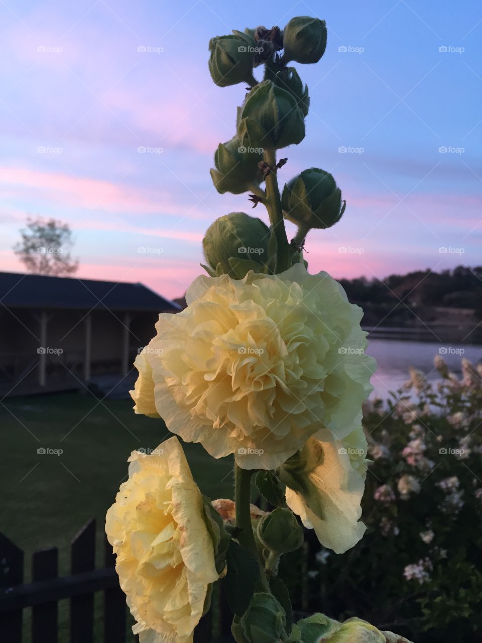 Flower in the evening
