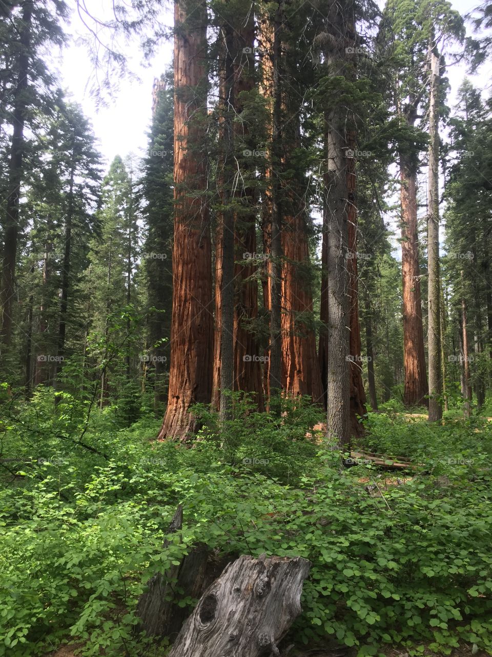 grand sequoia park california 