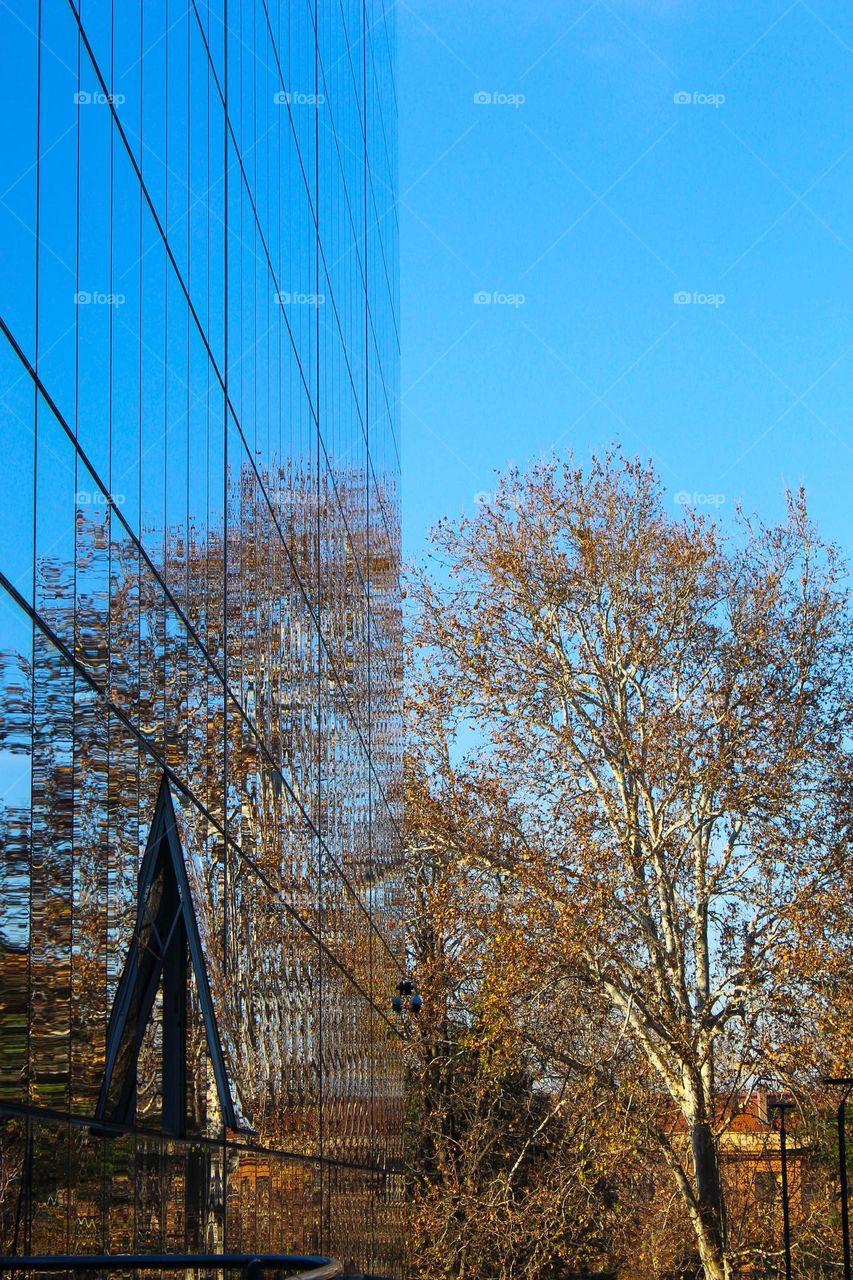 Reflection.  Winter landscape of trees that is reflected on the glass-mirror building