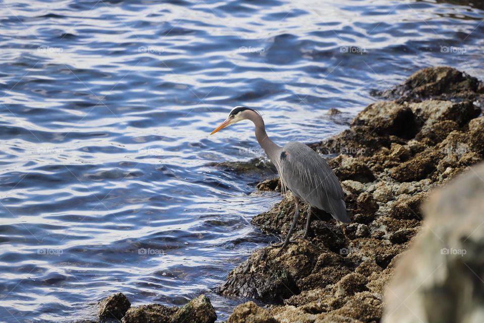 Heron by the water