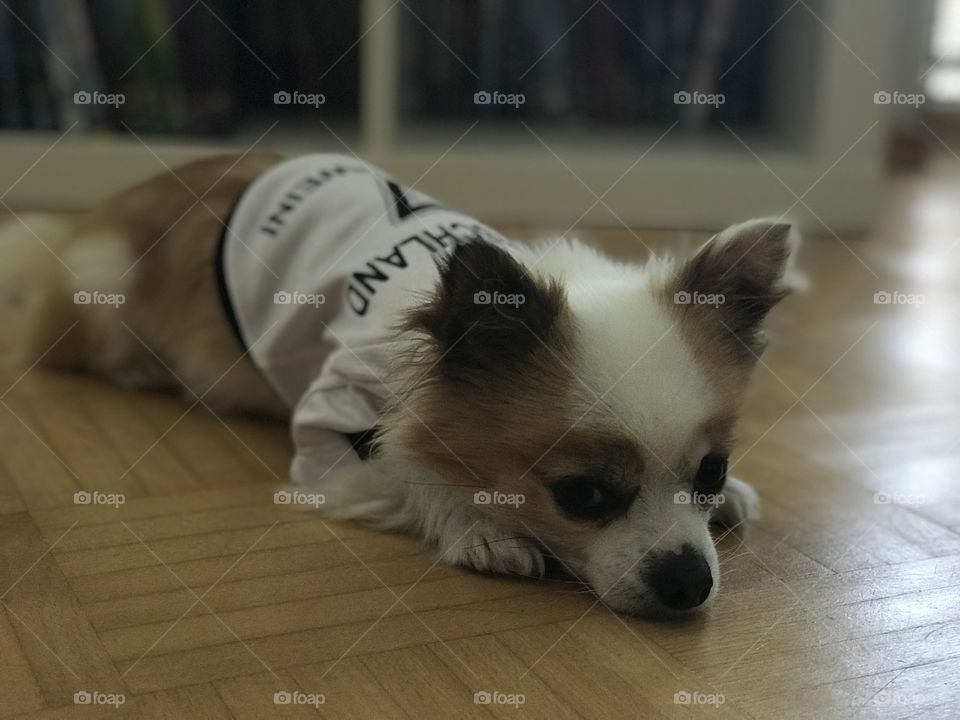 Little Chihuahua Wearing his Favorite Shirt from the german Soccer Team 🥰