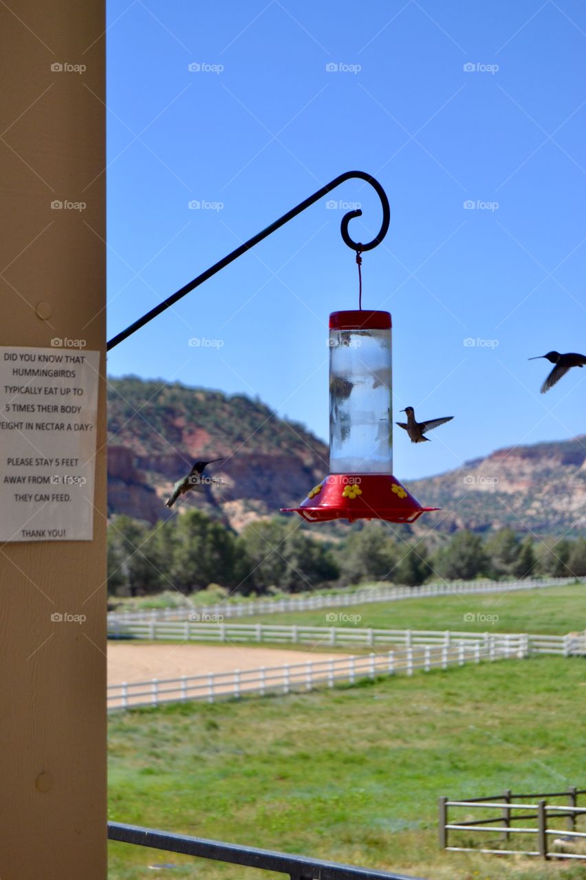 Hummingbirds At Feeder