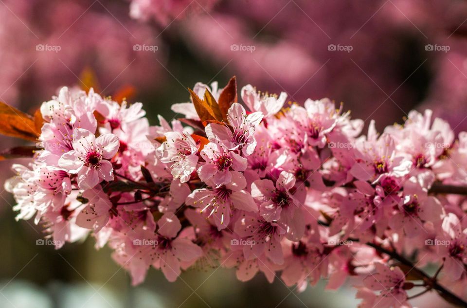 cosas de la primavera