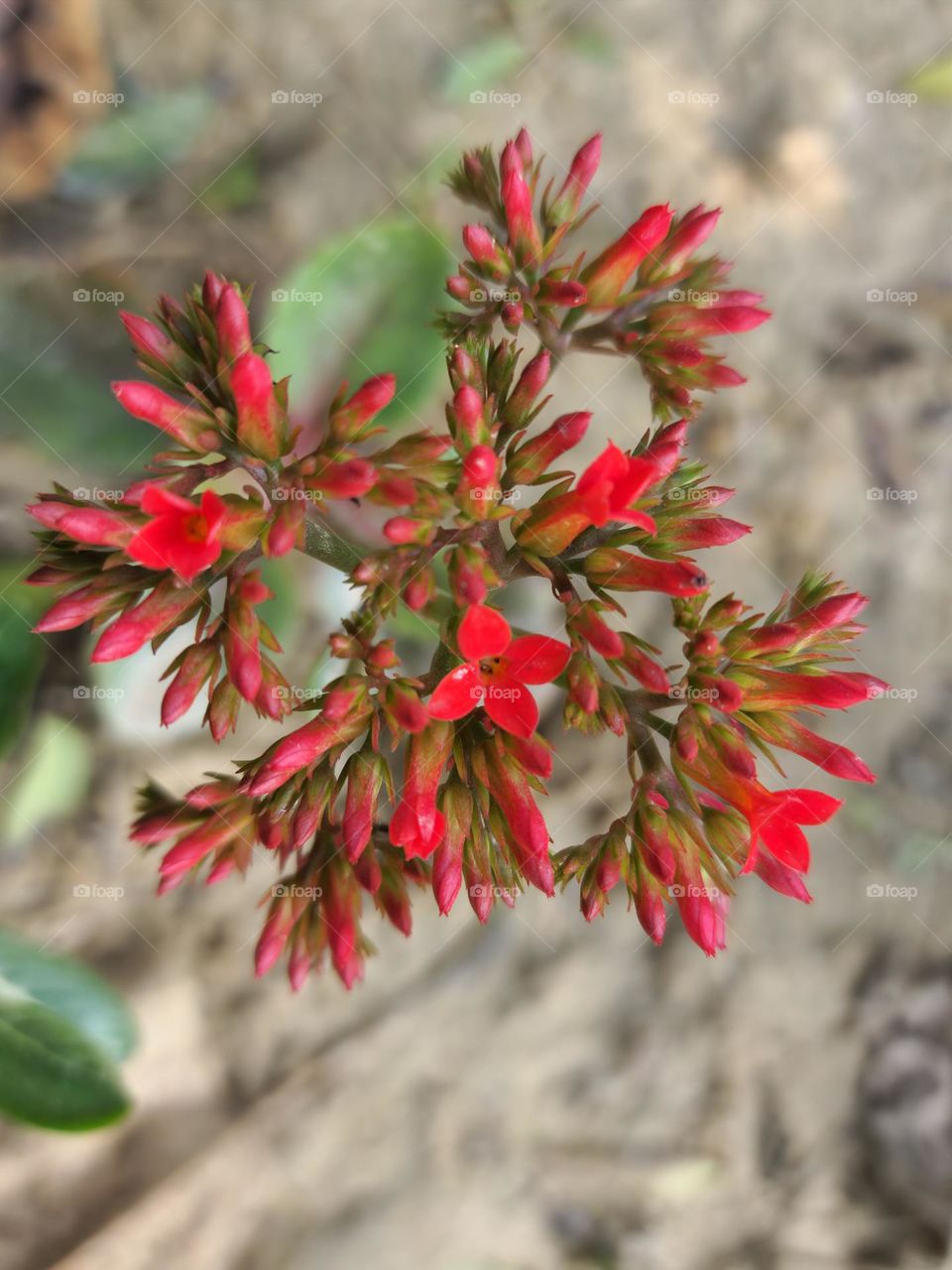 Small flower plant