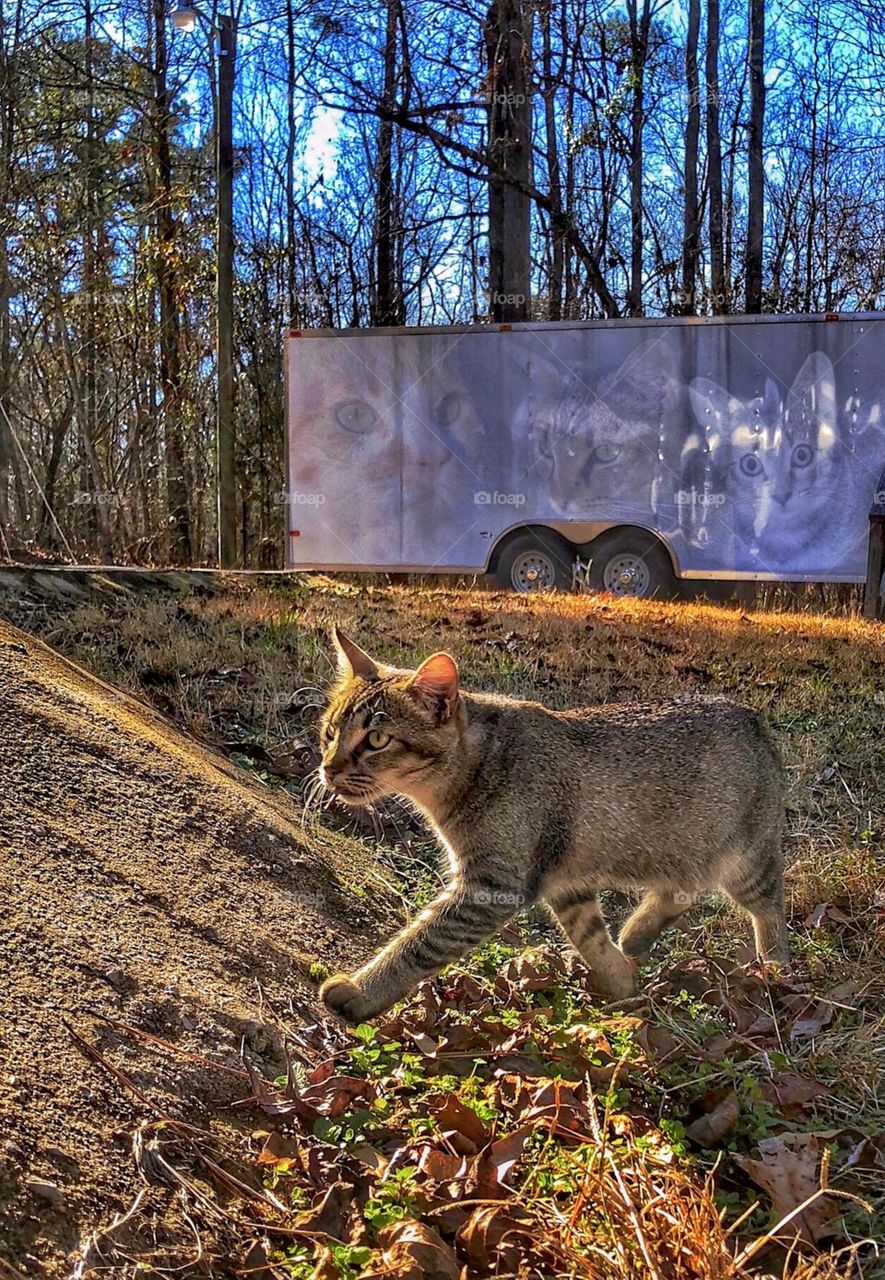 Leina Walking (my other cats are on the trailer- the one on the left is no longer here, Leina is in the middle and Benjamin Linus is on the right)