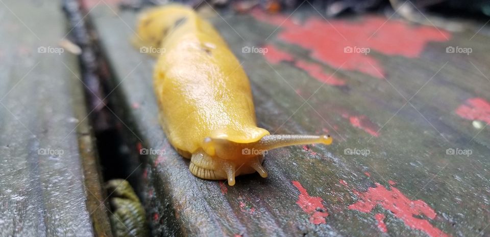 ripe banana slug