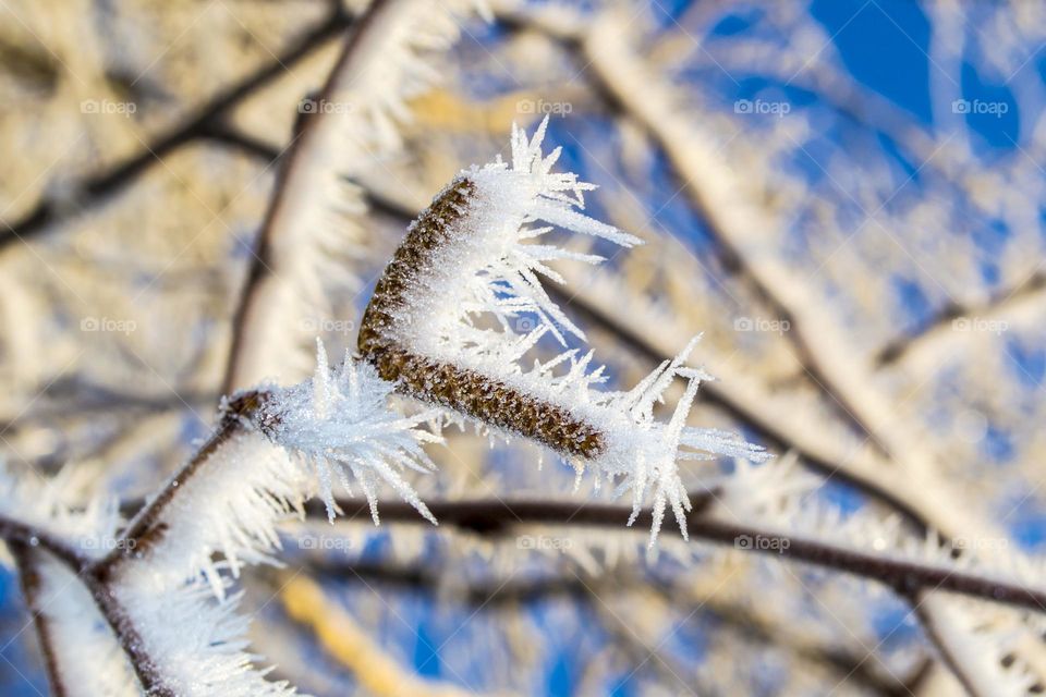 Birch catkins covered with frost.
