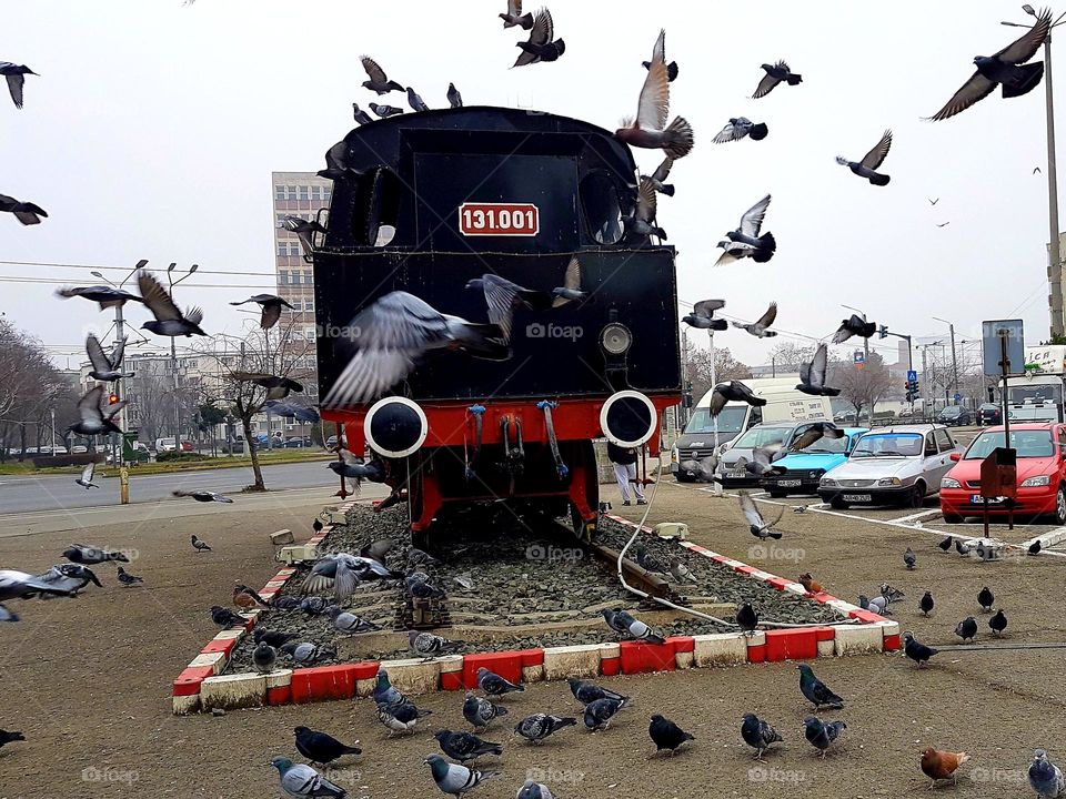 flock of pigeons