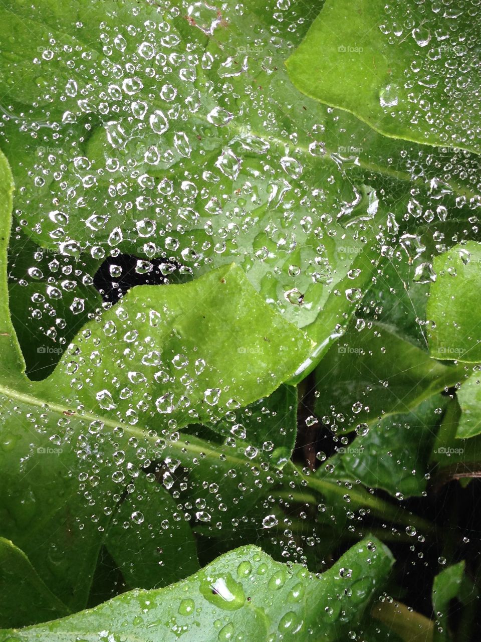 Spiderweb raindrops 