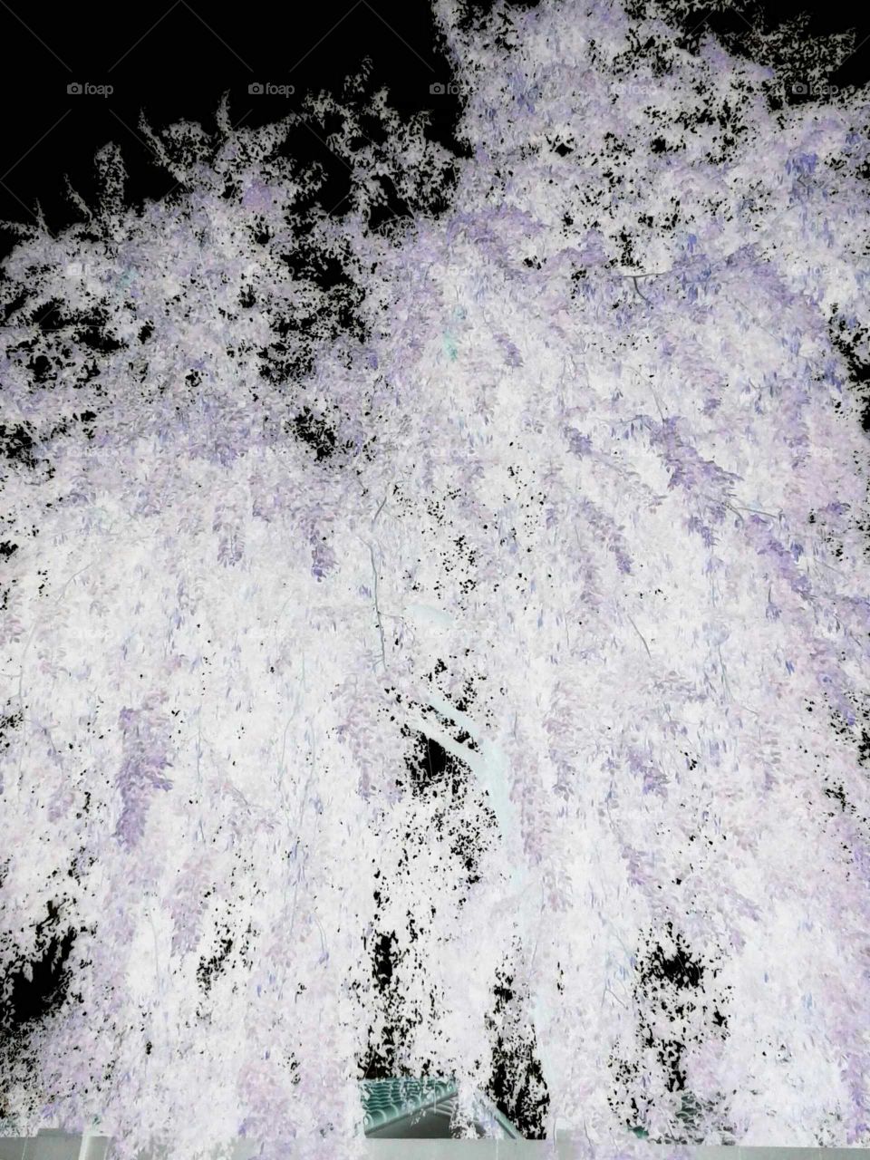 IN A NEGATIVE STATE, A BACKYARD TREE AT NIGHT IS PURPLE BEAUTY