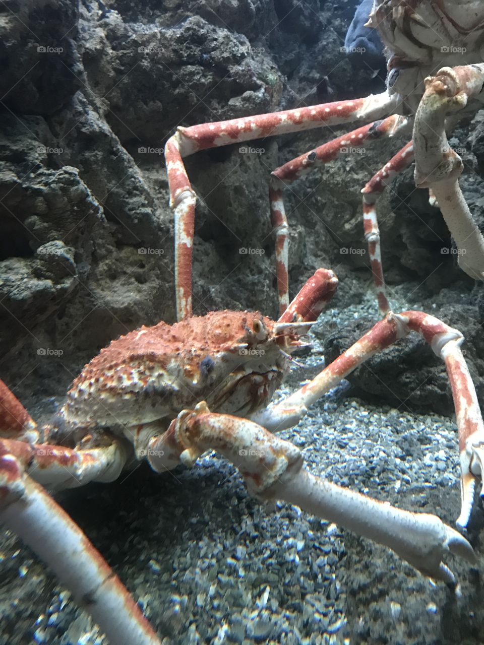 Crabs underwater 