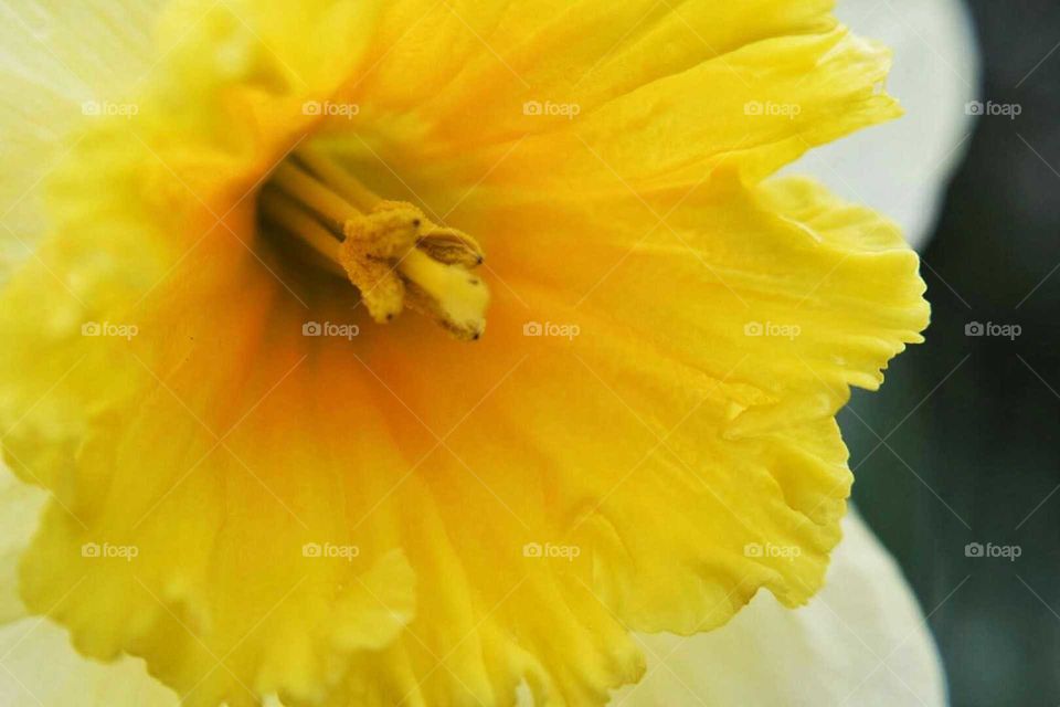 Daffodil