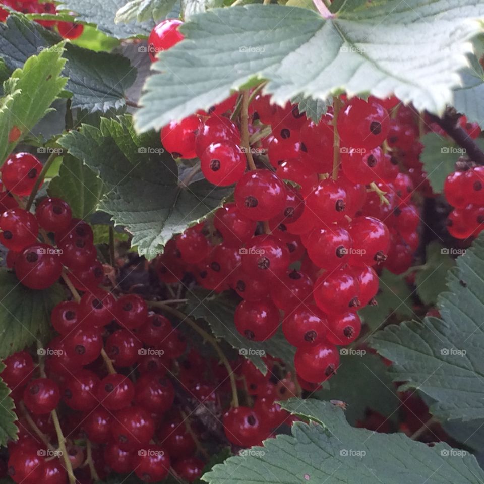 ripe red currants