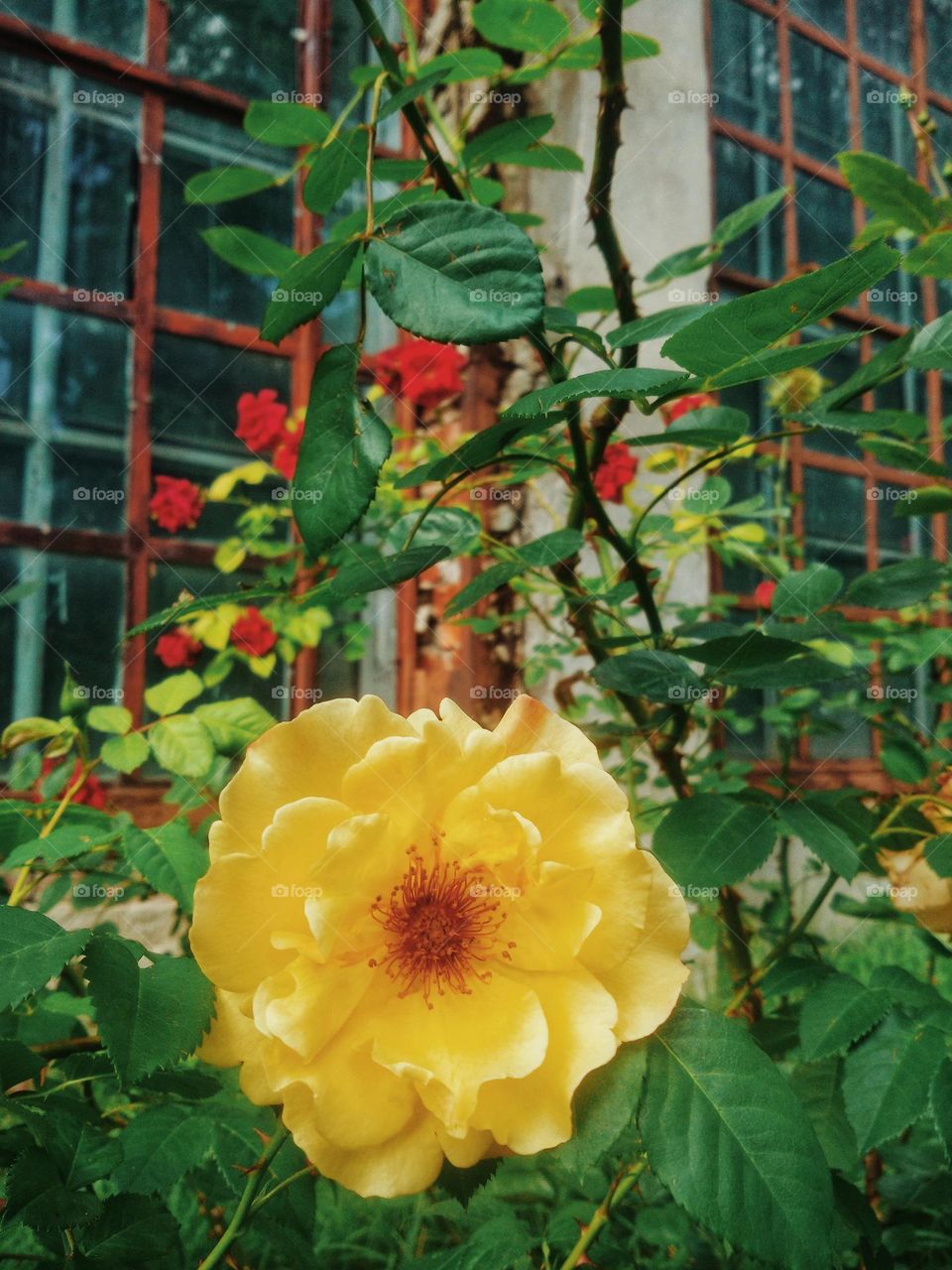 Branch with blooming yellow flowers close up. Roses