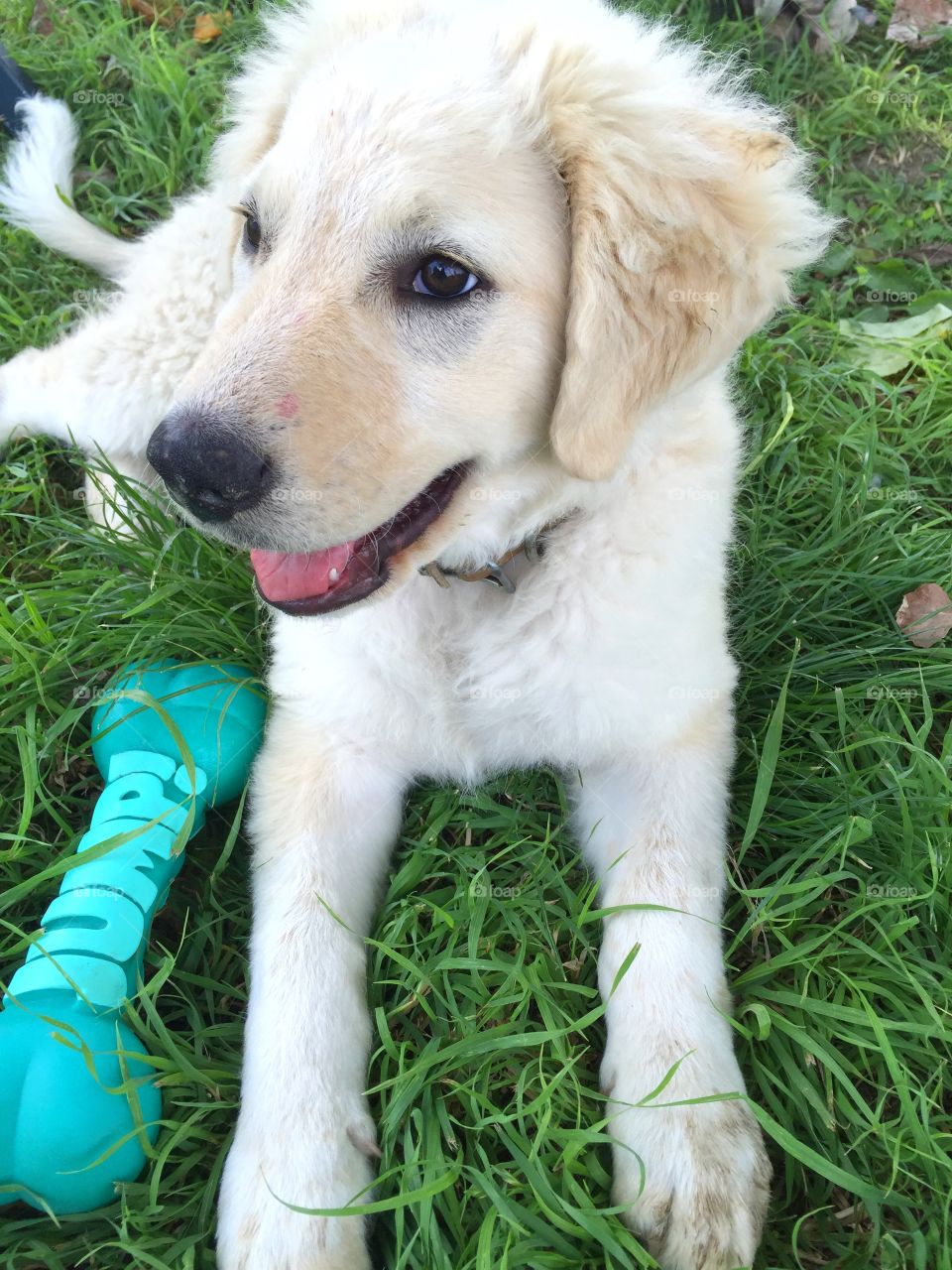 Beautiful young dog. My beautiful young dog reAdy to play 