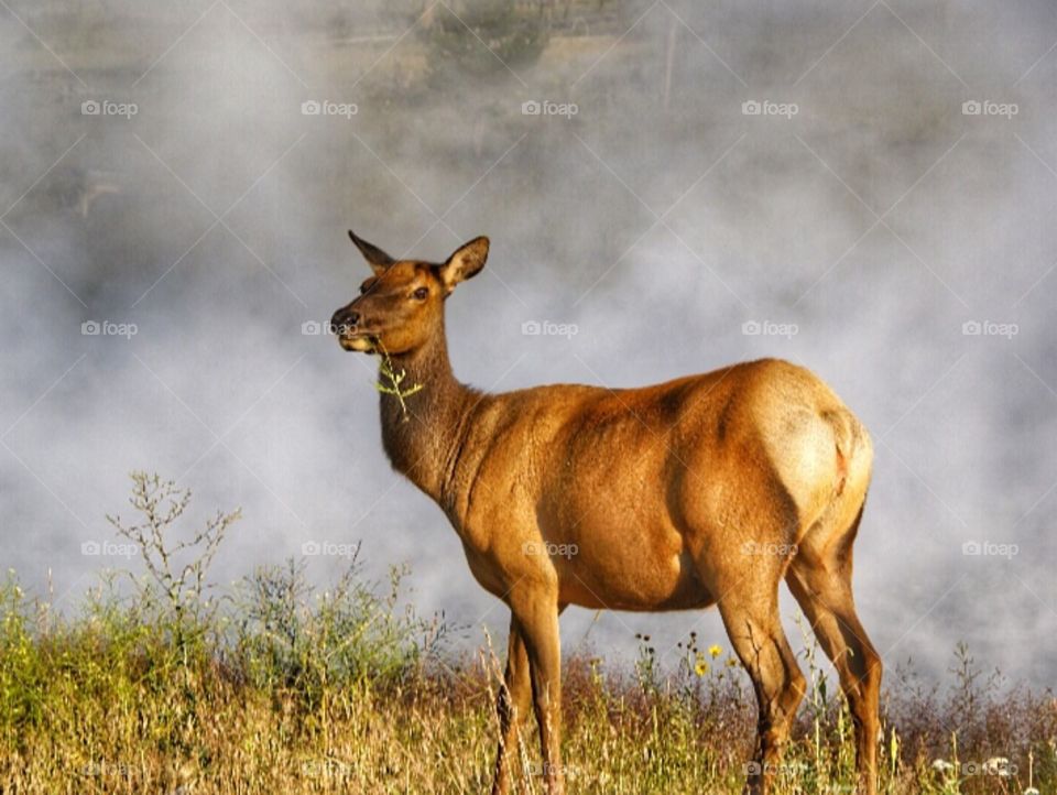 Elk in mist