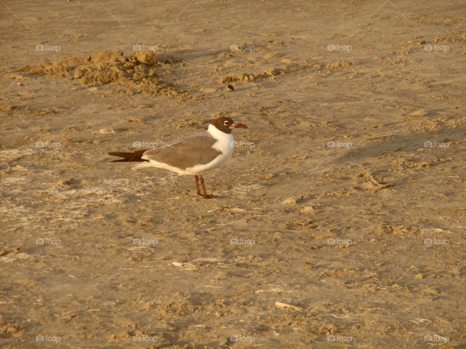baby bird 🐦. This is a picture of a bird 🐦 that I saw while visiting the Gulf of Mexico. 👣 🚶 🏃 🔥 💨
