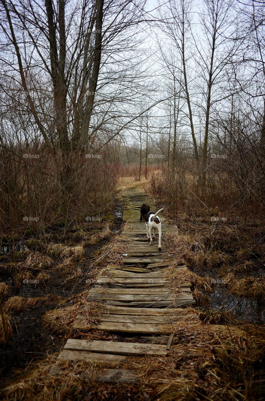 Two dogs walking on broken boardway