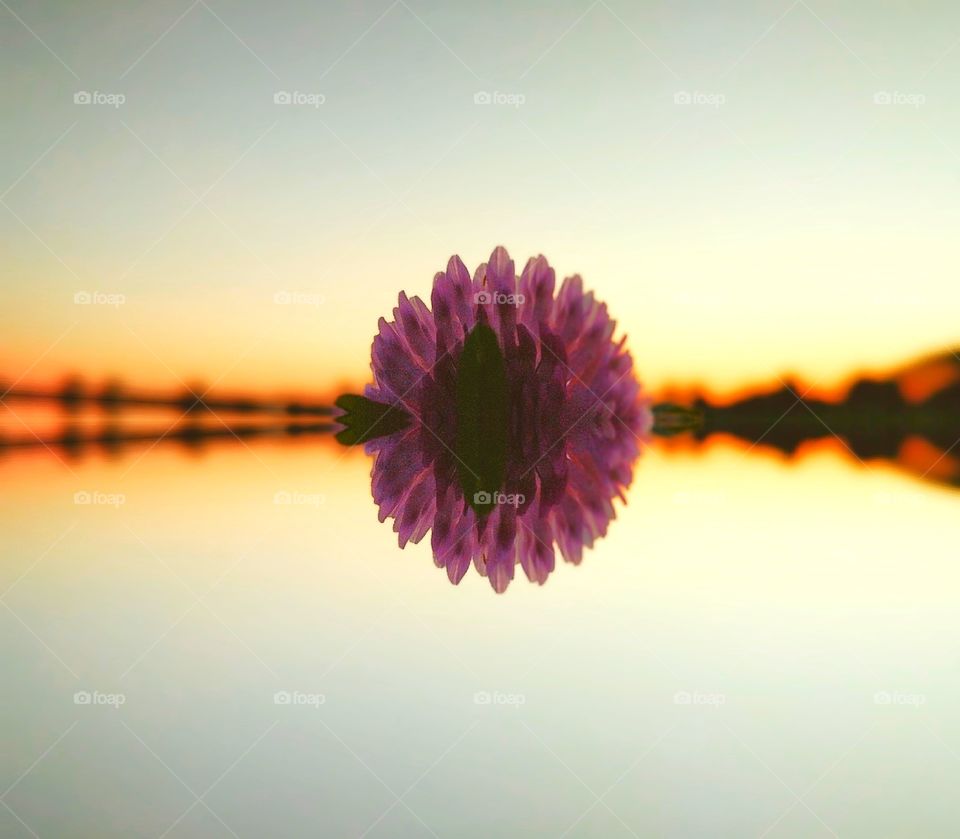 sunset blur flowers