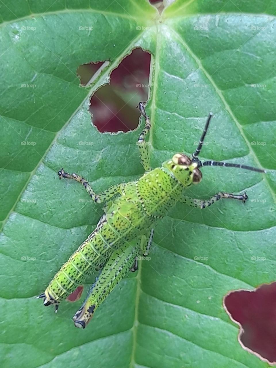Grasshoppers are a group of insects belonging to the suborder Caelifera.