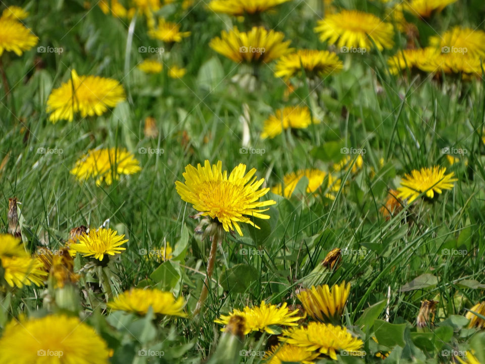 Dandelions