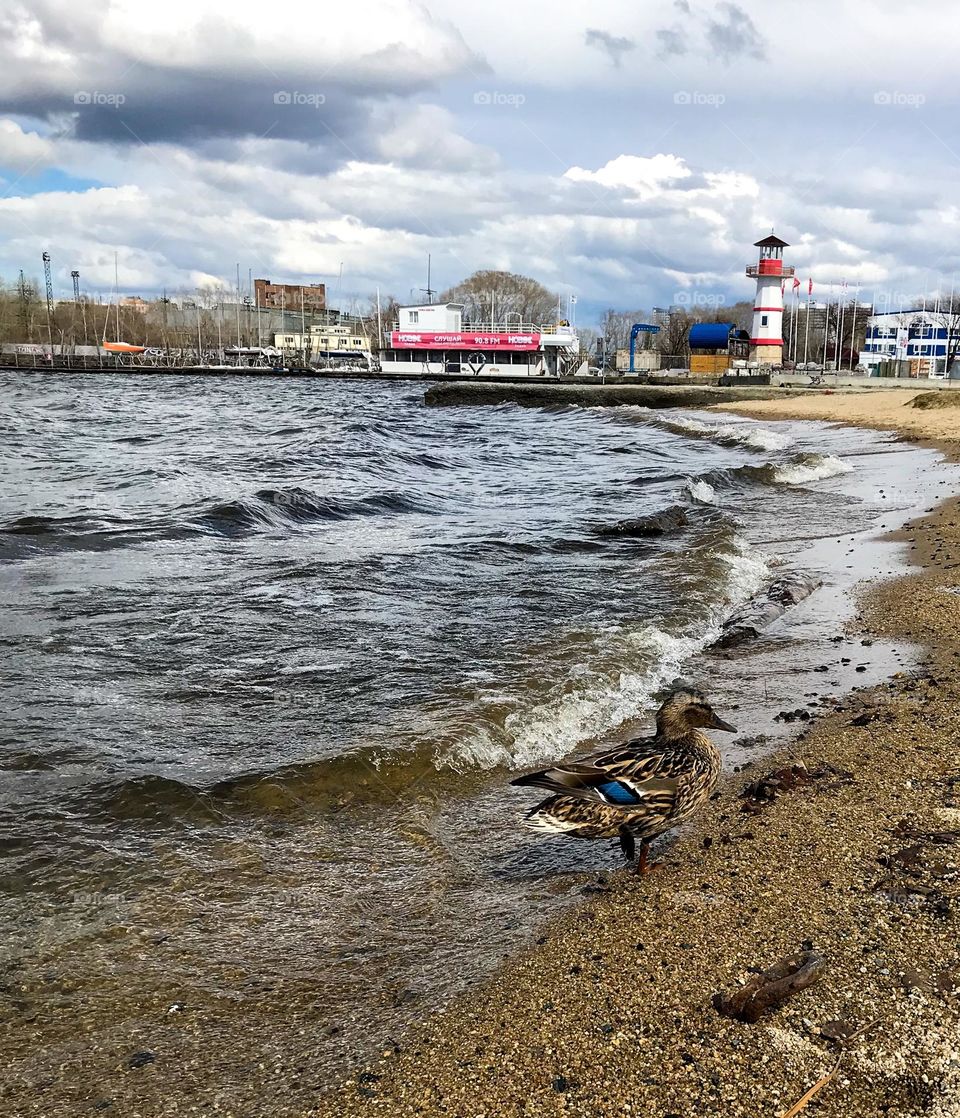 Seagull bird on the bank of a pond and a red lighthouse, autumn clouds on the sky