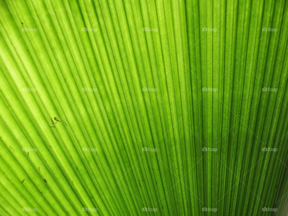 Close up of a large correlated green leaf with the sun shining through.