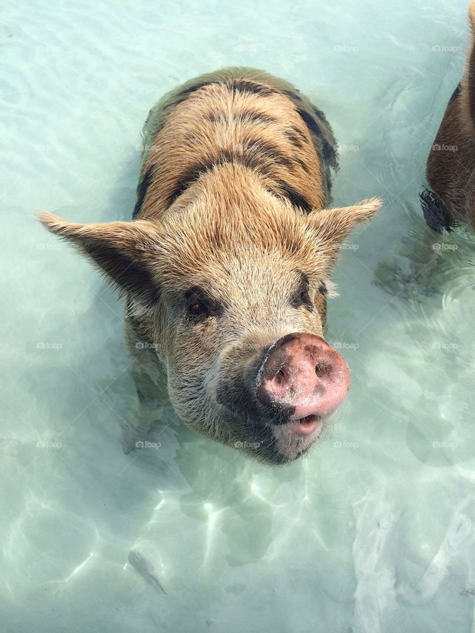 swimming pig 