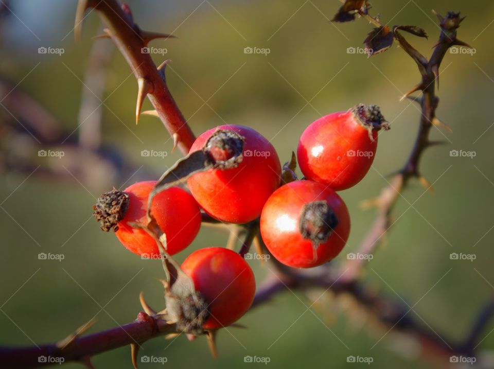 Autumn colors