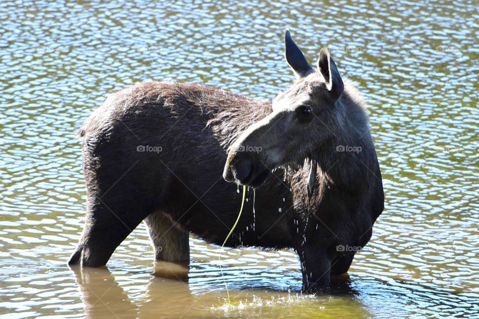 Moose in the waters of a lake at Rocky Mountain National Park. 