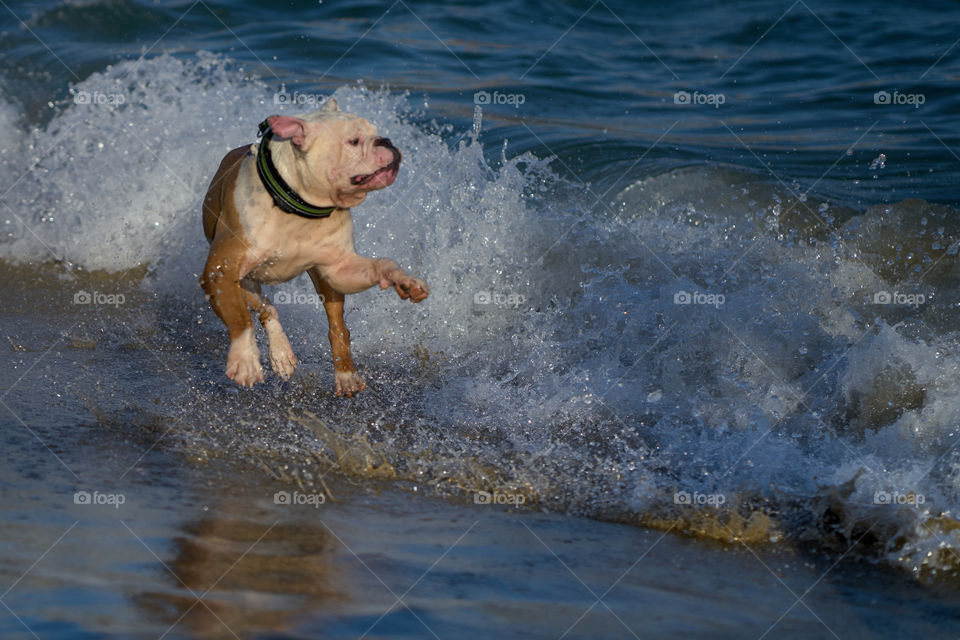 Bulldog bañandose en el mar