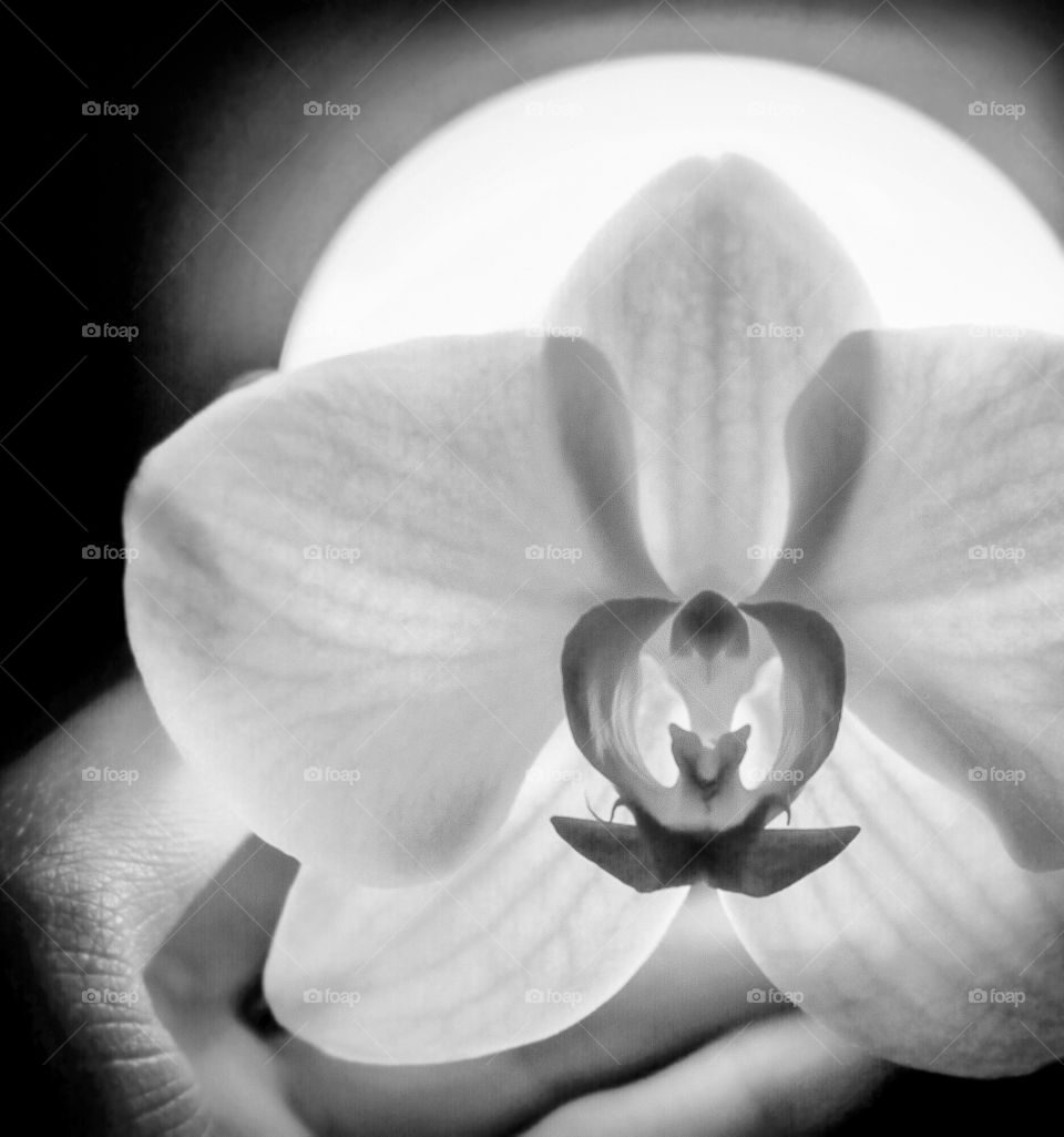 Black and white flower 