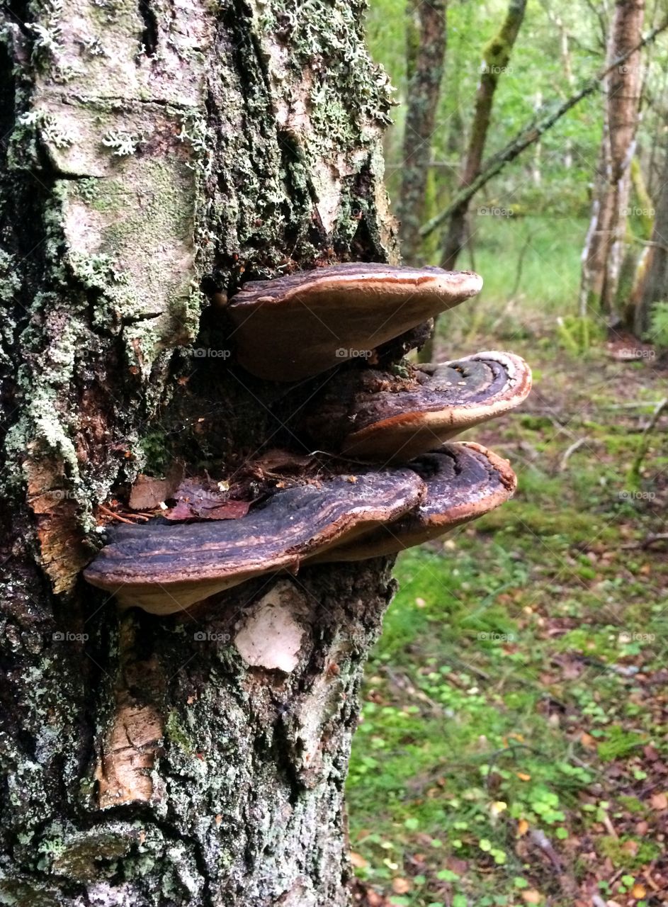 Tree fungus