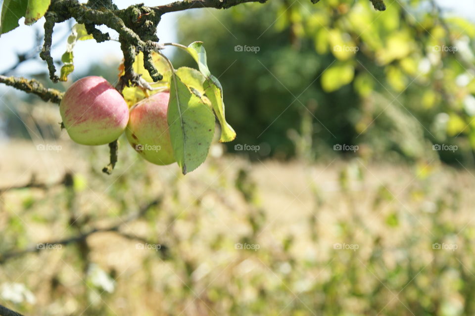 Fruit, Apple, Nature, Food, Tree