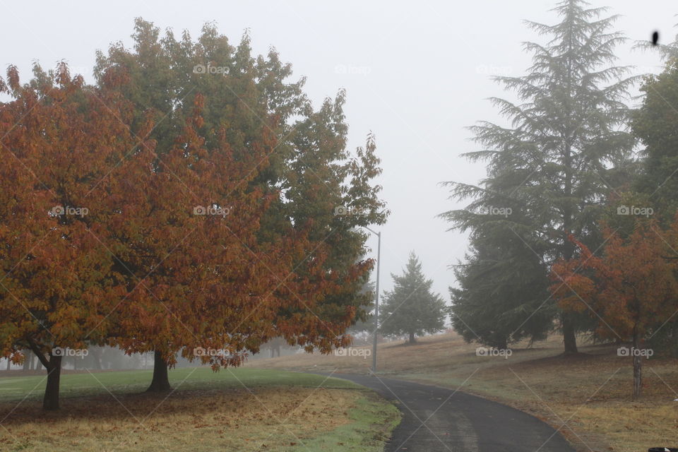 fall leaves on a foggy morning