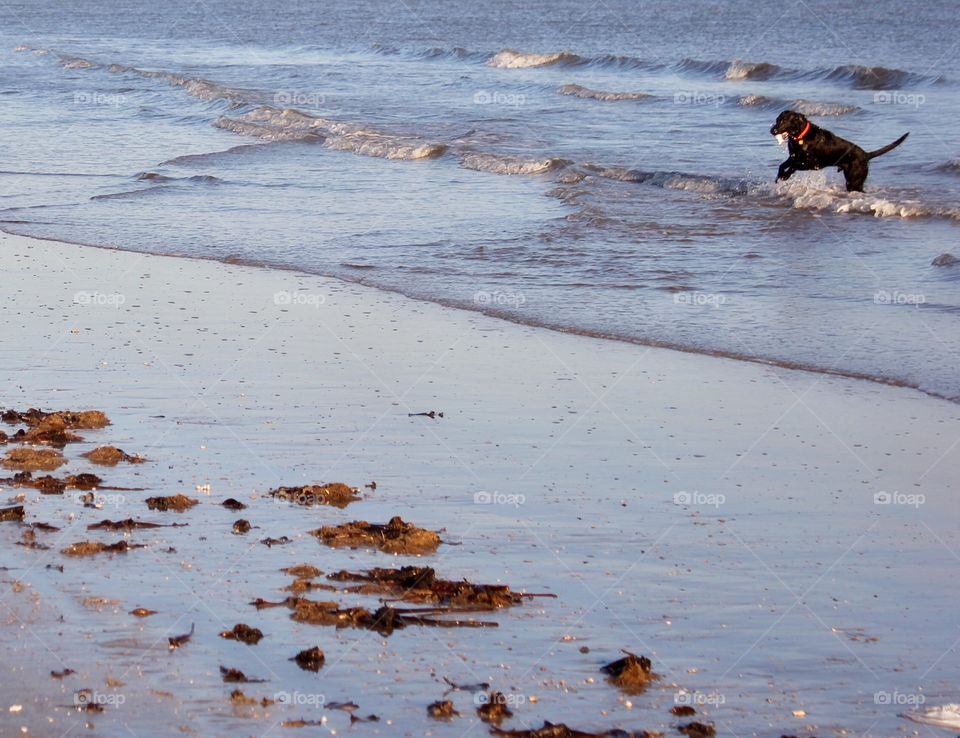 Playing in the surf.