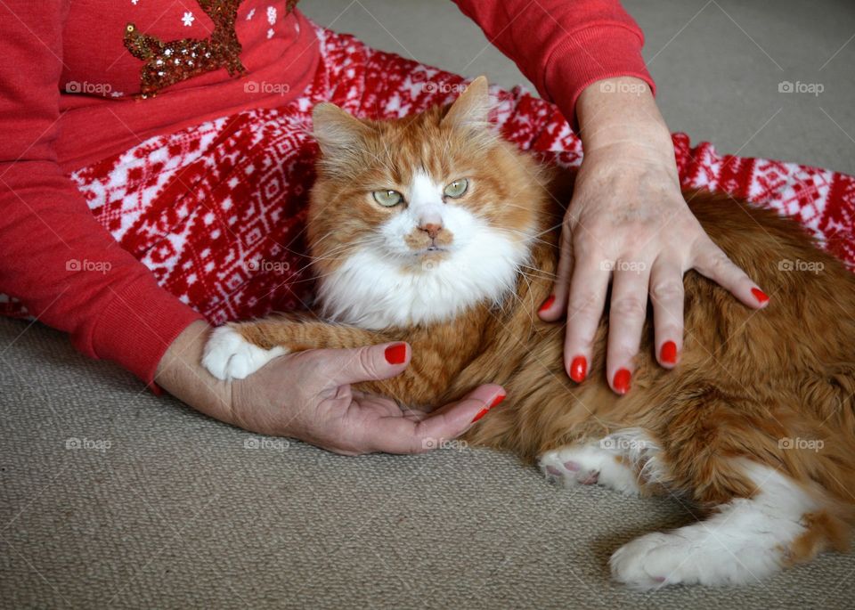 cat and woman, love pet, Christmas time