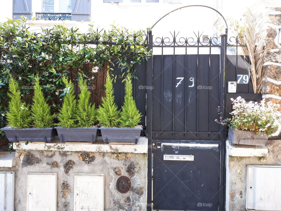 Green plants on the pots near black door