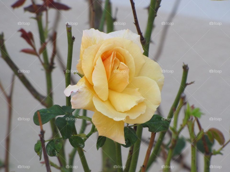 Peaceful yellow rose 