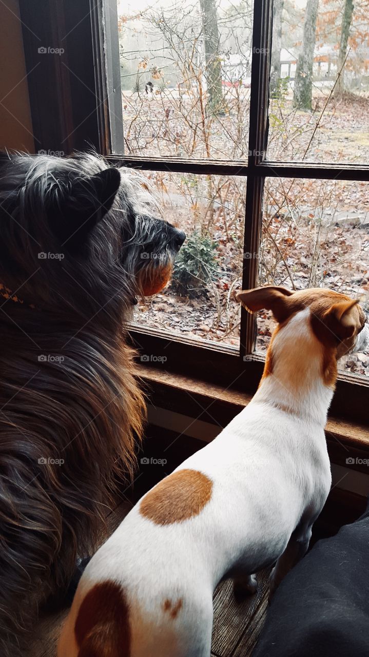 Two pet dogs looking out window planning their play date