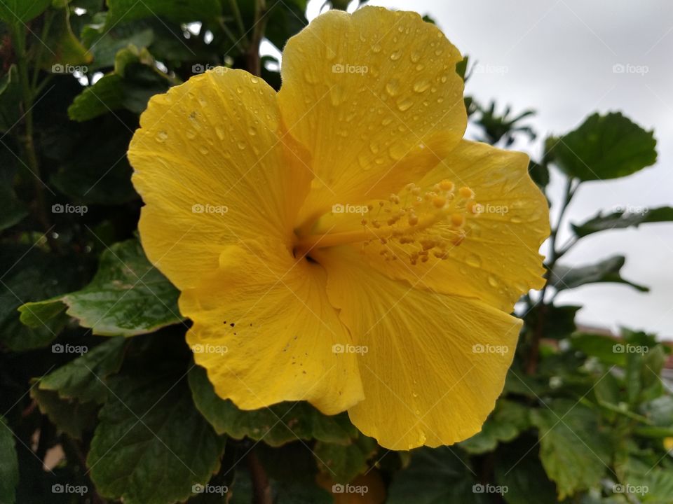 flor amarela