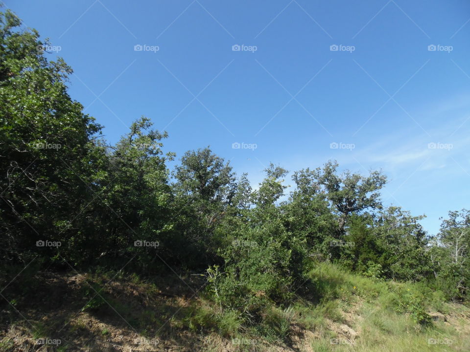 Texas country reporter. I saw these trees while taking a break from my morning ride this morning while out exploring