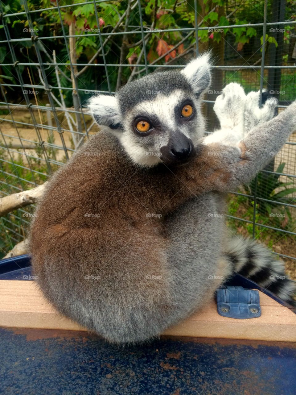 Ring-tailed lemur 