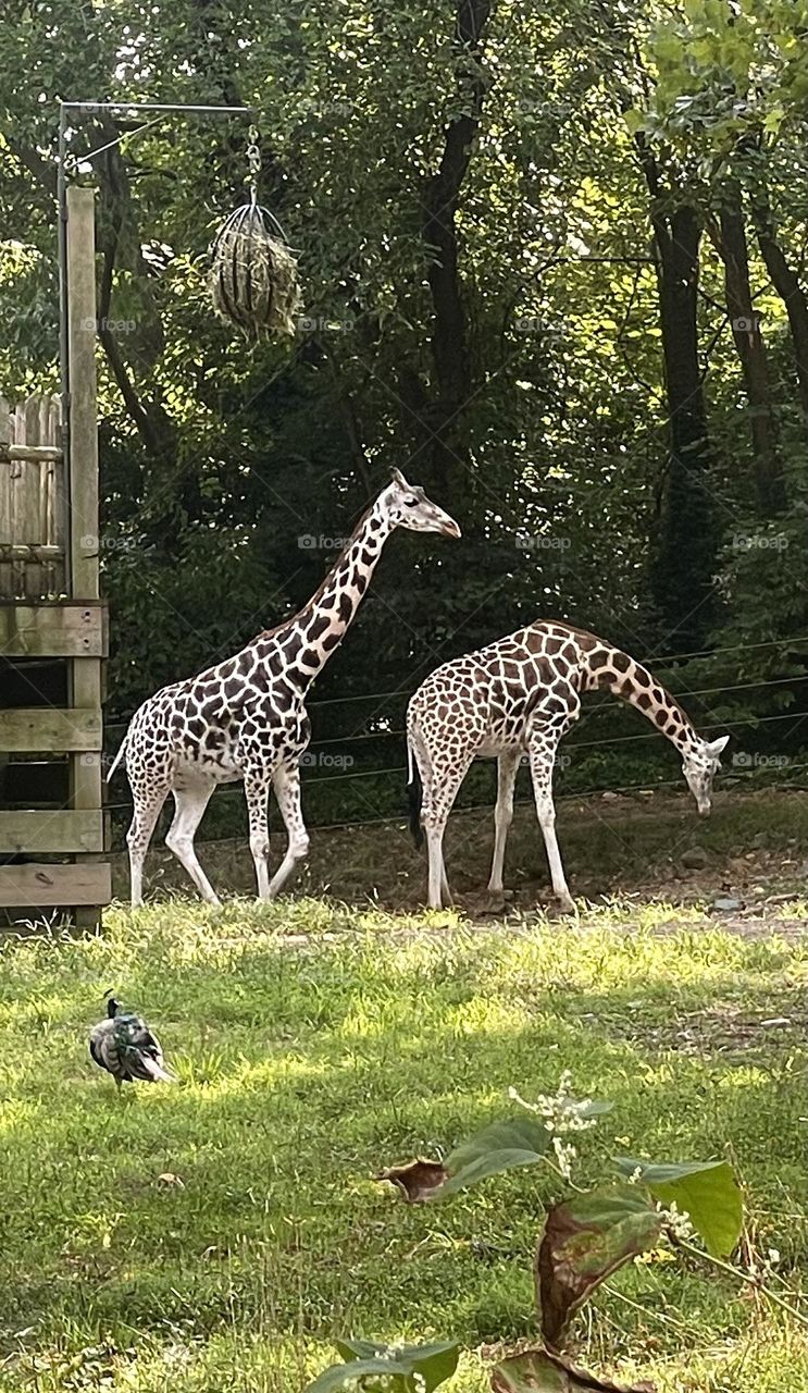 Giraffes foraging for food 