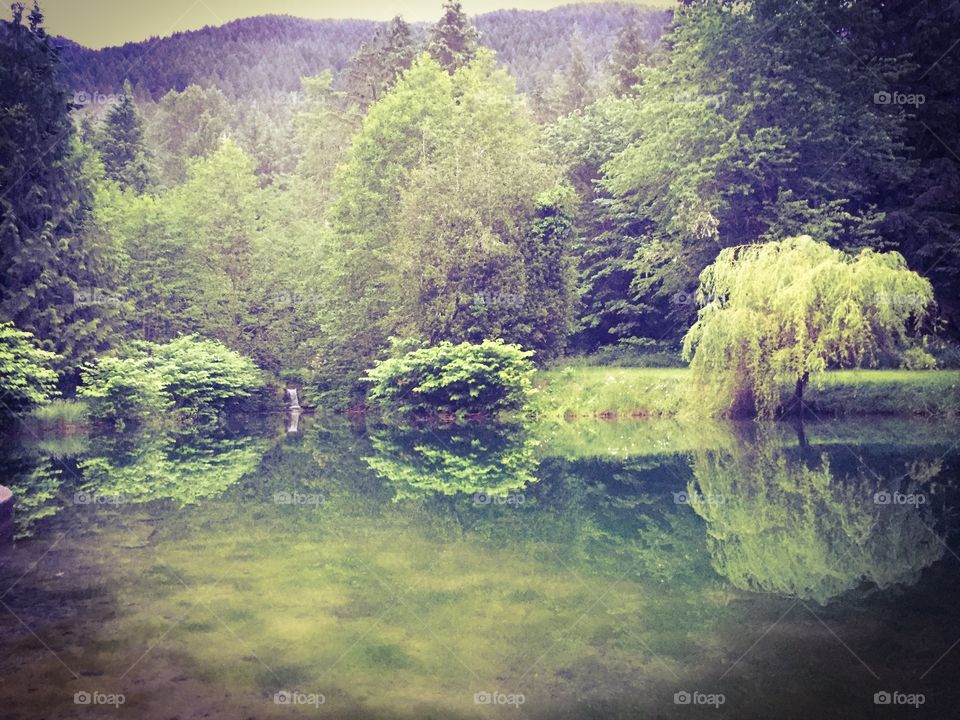 Trees reflected in water 