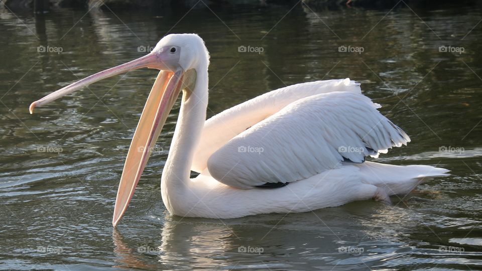 pelican