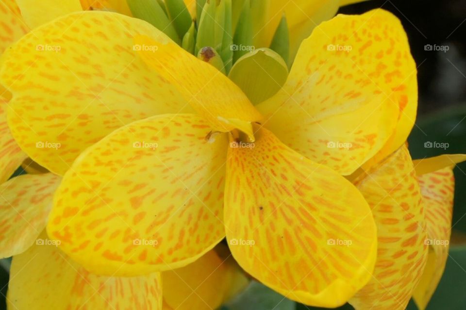 Beautiful patterned yellow flower